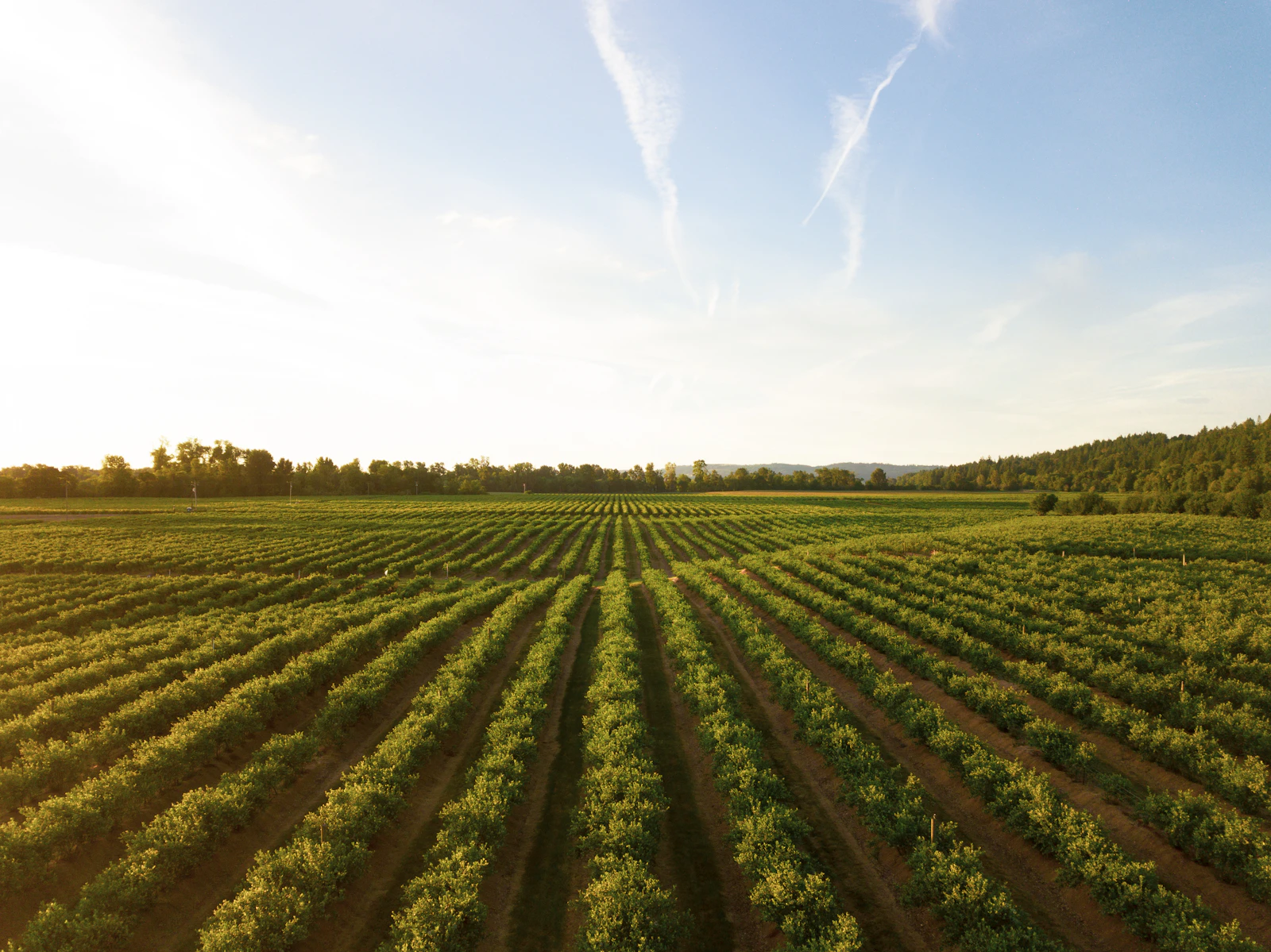Révolution comptable : L'agriculture se modernise avec les experts-comptables